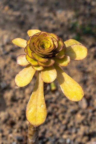 Atirar Folhas Ilha Canária Aeonium Aeonium Holochrysum — Fotografia de Stock