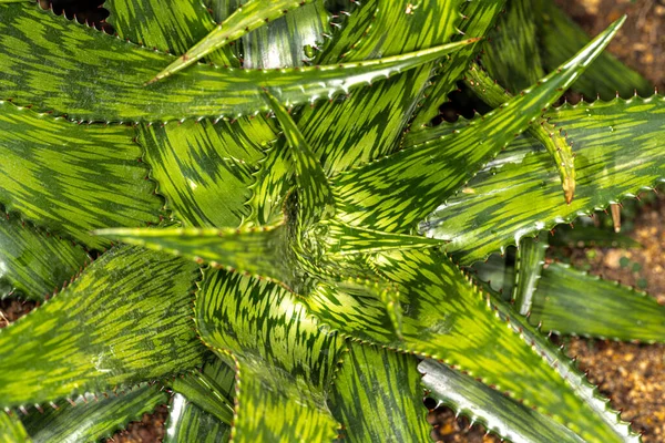 Листя Сомалійської Алої Aloe Somaliensis — стокове фото