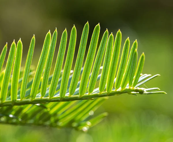 Needle Leaves of a Cephalotaxus Species