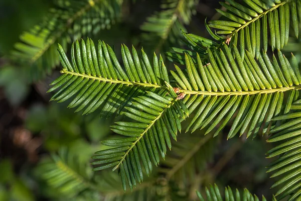 プラム ユウの葉 Cefalotaxus Harringtonia Var 中井菜奈 — ストック写真