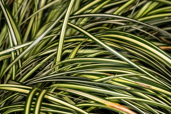 Foglie Sporgenza Giapponese Carex Hachijoensis Evergold — Foto Stock