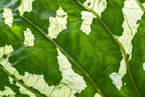 Variegated Caladium Leaves Caladium Praetermissum — Stock Photo, Image