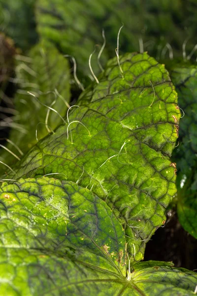 Leaves Begonia Plant Begonia Longiciliata Sizemoreae — Stock Photo, Image