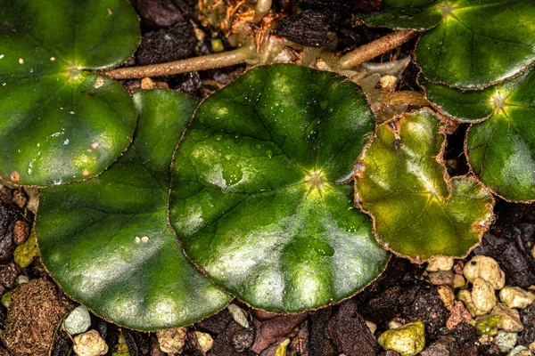 ベゴニア ベゴニア ヒドロコチリフォリア の葉植物 — ストック写真