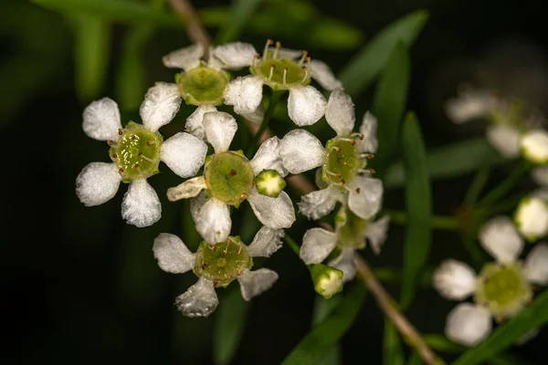 Flores Baeckea Baeckea Virgata Planta —  Fotos de Stock