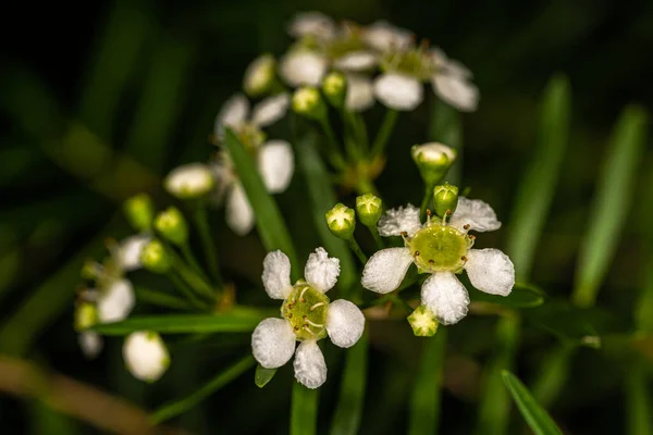 Baeckea Çiçekleri Baeckea Virgata Bitkisi — Stok fotoğraf