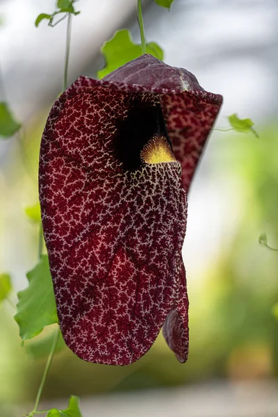 Brazil Holland Pipa Vagy Óriás Pelikánvirág Aristolochia Gigantea — Stock Fotó