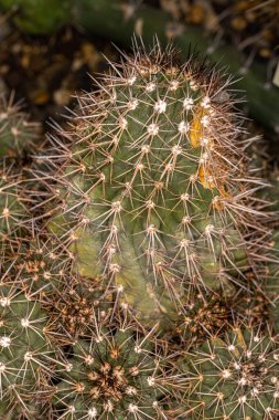 Büyük çiçekli Copiapoa (Copiapoa grandiflora) Kaktüsü