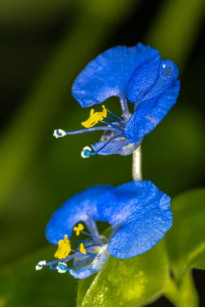 Flowers Bengal Dayflower Commelina Benghalensis — Stock Photo, Image