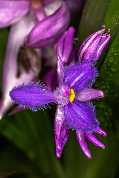 Flower Cochliostema Odoratissimum Plant — Stock Photo, Image