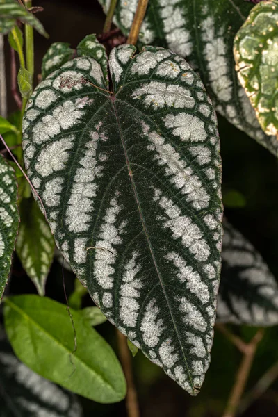 Leaves Rex Begonia Vine — стокове фото