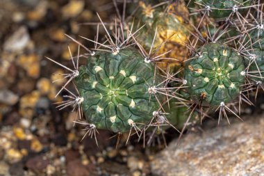 Bir Şili Kaktüsünün (Eriosyce subgibbosa)