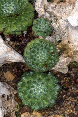 Echeveria bitkisi (Echeveria setosa var. ciliata)