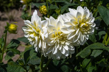 Dahlia Şahitlerinin Beyaz Çiçekleri 