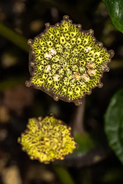 Blüten Von Bahia Dorstenia Dorstenia Bahiensis — Stockfoto