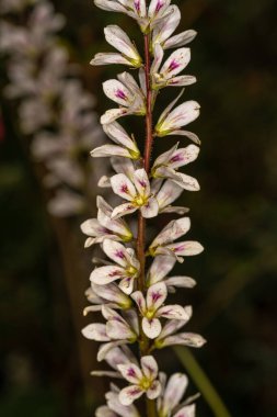 Gelin Çelengi Çiçekleri (Francoa sonchifolia)