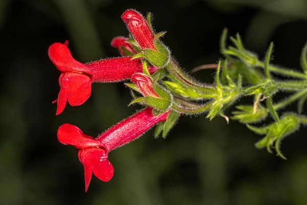 Fleurs Île Snapdragon Galvezia Speciosa — Photo