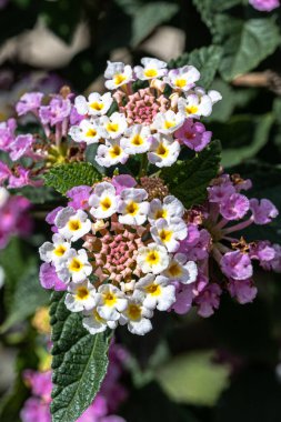 Batı Hint Lantana çiçekleri (Lantana camara)