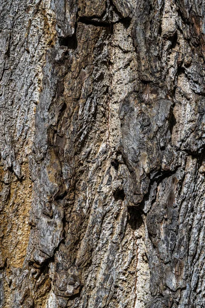 Kora Orzecha Czarnego Wschodniego Juglans Nigra — Zdjęcie stockowe