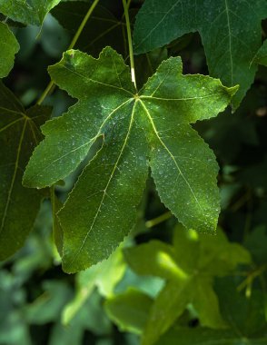 Sweetgum Yaprağı (Liquidambar styraciflua)