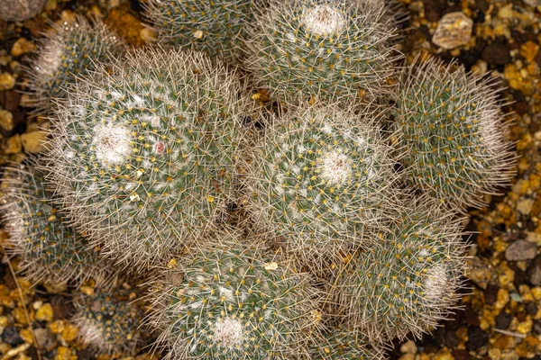 Твін Єднаний Кактус Mammillaria Geminispina — стокове фото