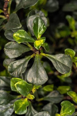 Pilea spatulata bitkisinin yaprakları.