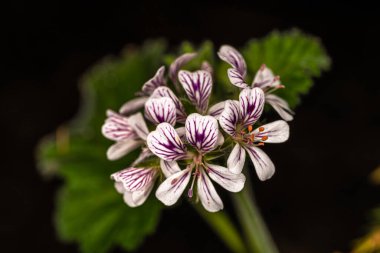 Yerli Storksbill veya Vahşi Geranium Çiçekleri (Pelargonium australe)