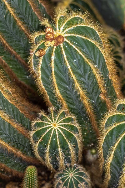 ボールサボテンの茎 パロディア壮大な — ストック写真