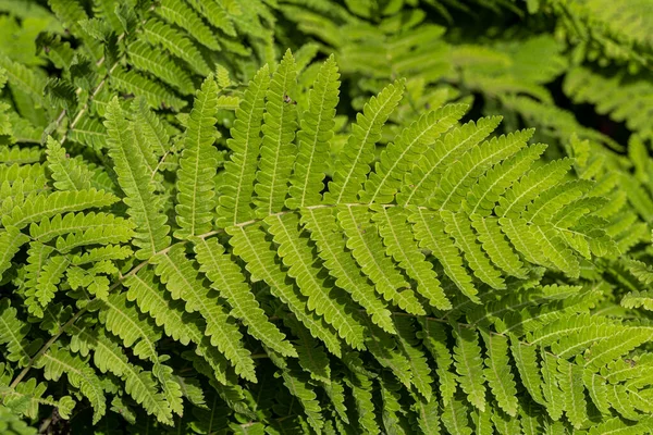 Blad Avbruten Fern Osmunda Claytoniana — Stockfoto