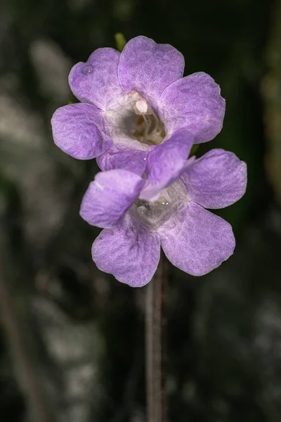 Flores Uma Planta Ruellia Ruellia Drymophila — Fotografia de Stock