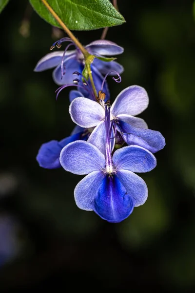 Kwiaty Krzewu Niebieskiego Motyla Rotheca Myricoides — Zdjęcie stockowe
