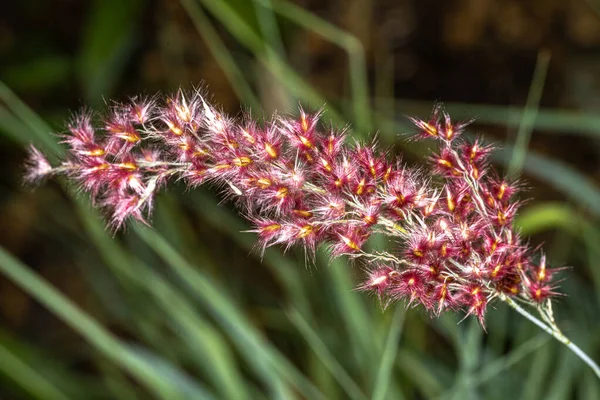 Bir Çimenin Çiçekleri Rhynchelytrum Setifolium — Stok fotoğraf
