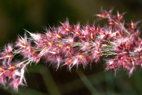 草本の花 リンチェリ科セチフォリウム属 — ストック写真
