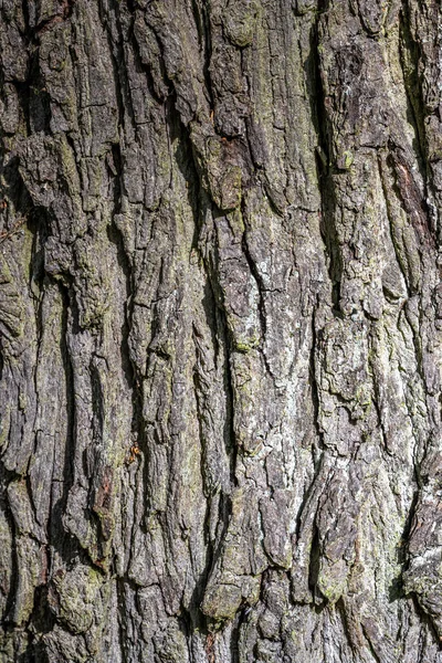 Downy Veya Ergen Meşesi Kabuğu Quercus Erbescens — Stok fotoğraf