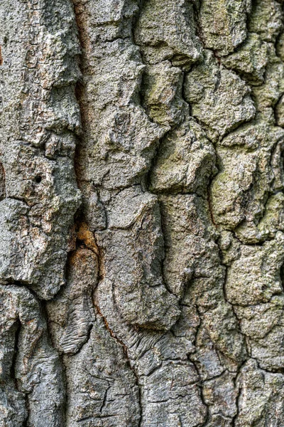 Corteccia Turchia Quercia Austriaca Quercus Cerris — Foto Stock