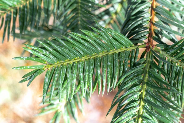 Liście California Torreya Lub California Nutmeg Tree Torreya Californica — Zdjęcie stockowe