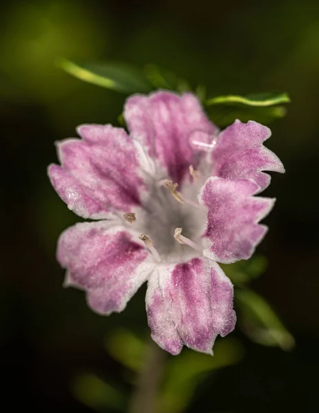 Kwiat Śnieżynki Śnieżynki Lub Drzewa Tysiąca Gwiazd Serissa Japonica Variegata — Zdjęcie stockowe