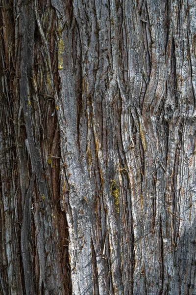 Kora Zachodniego Drzewa Cedrowego Thuja Plicata — Zdjęcie stockowe