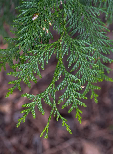 Листья Западного Кедра Thuja Plicata — стоковое фото