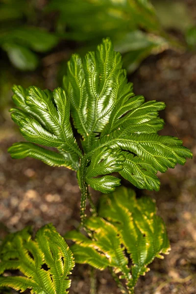 Лист Растения Селагинеллы — стоковое фото