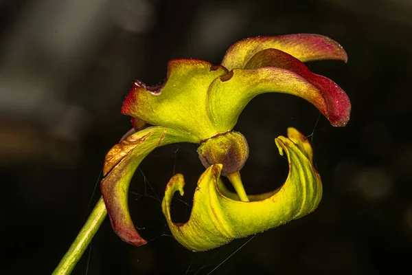 Fiore Brocca Cremisi Foglia Tromba Viola Sarracenia Leucophylla — Foto Stock