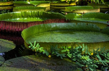 Bir Su Zambağı Yaprağı (Victoria amazonica)
