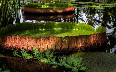 Bir Su Zambağı Yaprağı (Victoria amazonica)