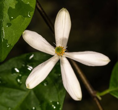 Afrika Hanımeli Çiçeği (Turraea heterophylla)