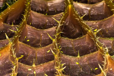 Bir Su Zambağı Yaprağının Altında (Victoria amazonica)