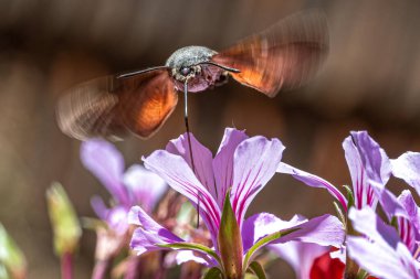 Geranium çiçekleriyle beslenen sinekkuşu güvesi (Macroglossum stellatarum)