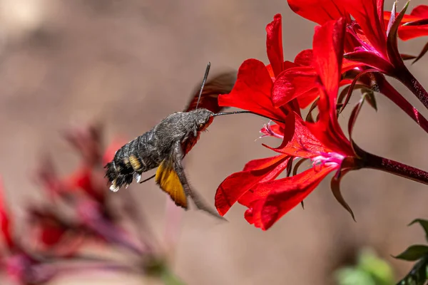 Hummingbird Hawk-moth (Macroglossum stellatarum) Feeding on Geranium Flowers