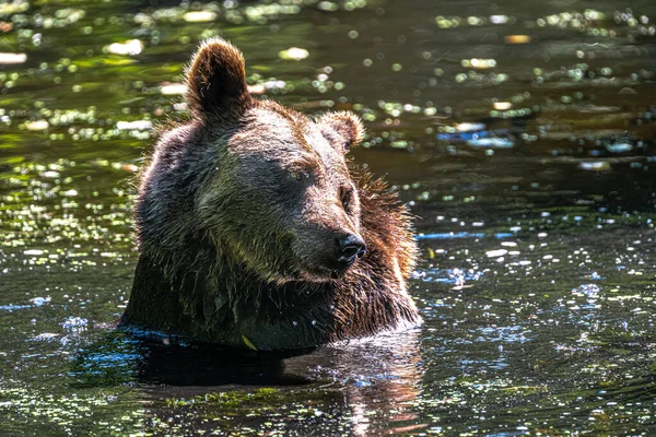 Urso Castanho Eurasiano Ursus Arctos Arctos — Fotografia de Stock