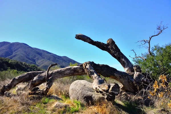 许多年前倒在加州圣地亚哥县的大石头上的老树已经枯死 远山高耸 蓝天蔚蓝 桉树显示出残留树皮的迹象 — 图库照片