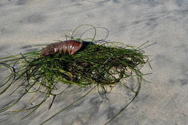 Une Queue Homard Est Échouée Sur Plage Sur Amas Herbiers — Photo